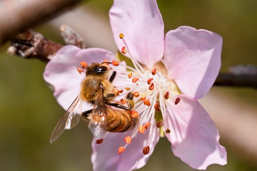 bee and flower for adv or others purpose use