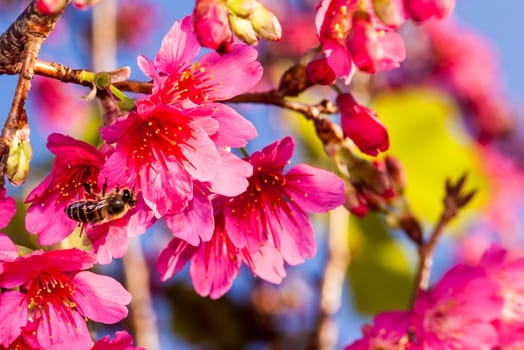 Beautiful flowering Japanese cherry - Sakura. Background with flowers on a spring day