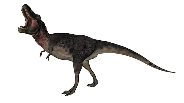 Tarbosaurus dinosaur roaring isolated in white background - 3D render