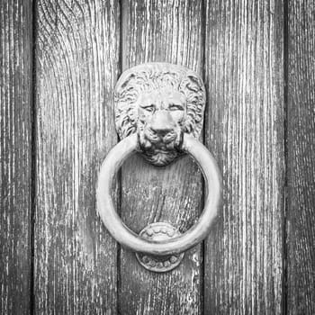 Lion head on wood. Particular of a knocker