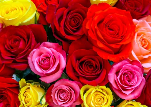 Colorful roses background