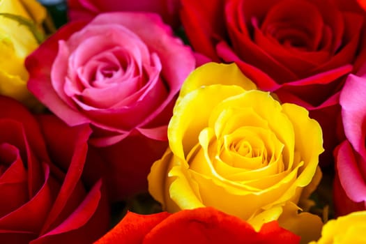 Colorful roses background