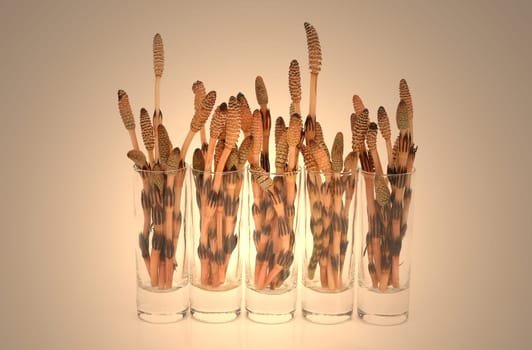 Horsetail