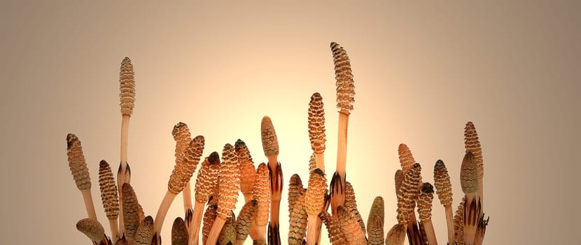 Horsetail