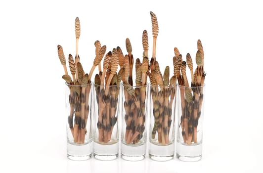 Horsetail
