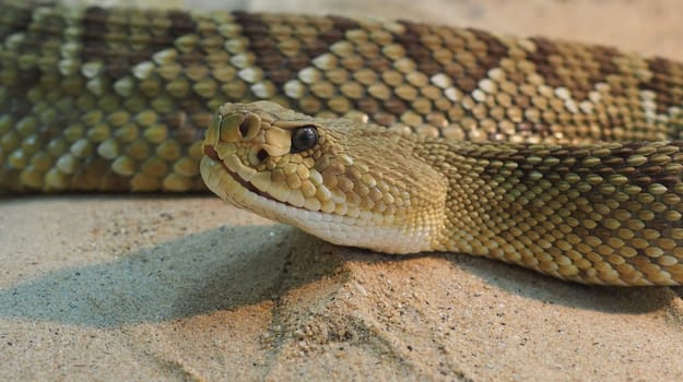 Rattlesnake
