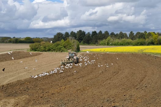 Plow tractor surrounded by seagulls
