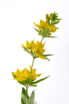 Lysimachus on a white background