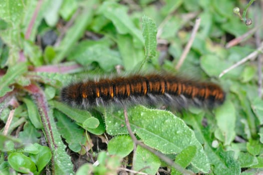 fox moth caterpillar on grass