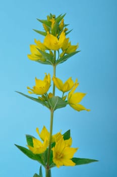 Lysimachus on a blue background
