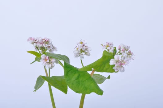buckwheat flowers on a white background