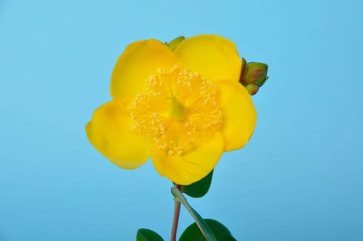 Ornamental St. John's Wort on a blue background