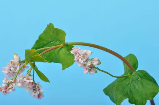 buckwheat flowers on a blue background