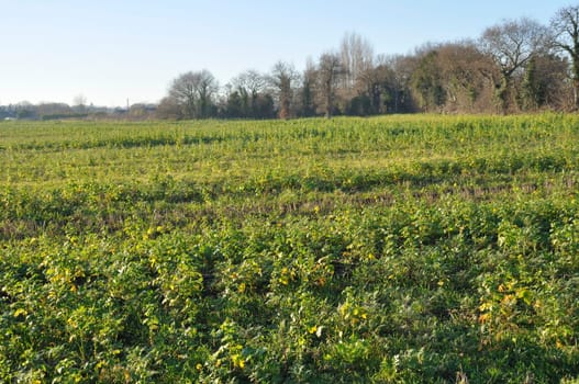 Phacelia and oats covering an agricultural plot