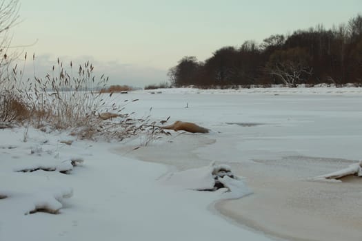winter landscape lake is frozen covered with white snow, cold wind shakes the dry stalks and panicles of reeds