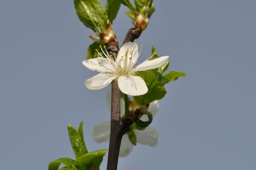 Cherry blossoms in a garden