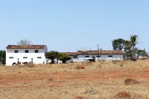 cattle farm  house dry vegetation