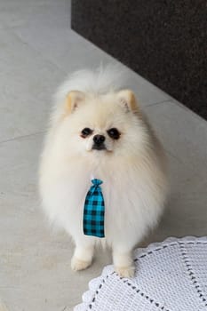 german spitz white pedigreed dog animal pet