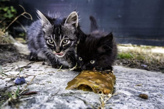 Abandoned street cats, stray animals, pets