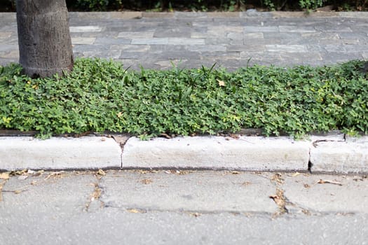sidewalk vegetation asphalt day