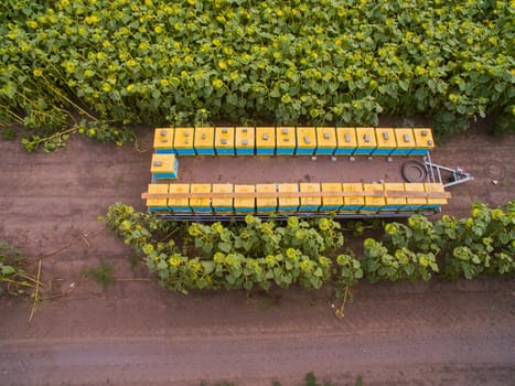 Aerial dron view of the Great Apiary. Many healthy families of honey bees. Industrial beekeeping.