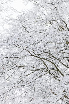 treetop of a snowy tree