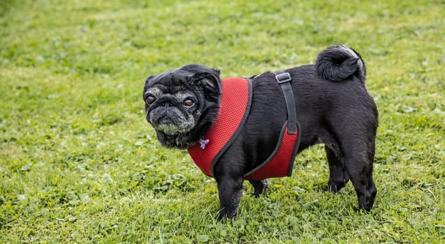 Black senior pug with Dog harness posing on green meadows.