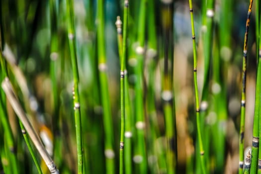 Abstract background with the image of green marsh plant sprouts - Horsetail wintering growing.