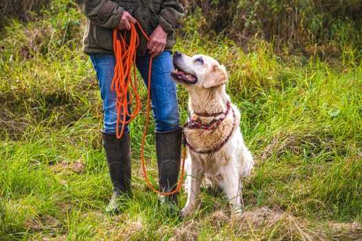 Dog owner trains with a golden retriever with the towline.
