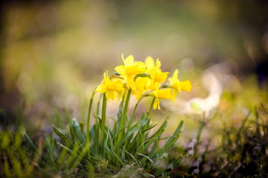Macro from beautiful yellow Daffodils in Detail