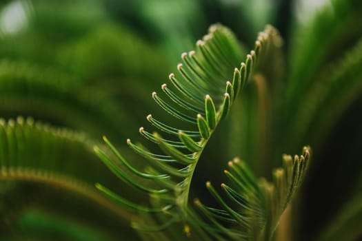 Various green palm tree leaves in nature outdoor close up. Natural wallpaper background. Beauty of nature. Relaxation time in garden. Relax in national park land. High quality photo