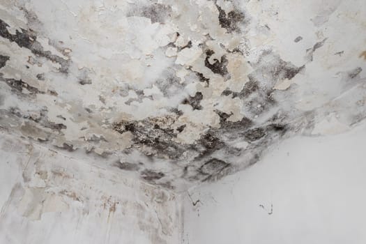Moss and Mold spots on the ceiling on wall due to poor air ventilation and high humidity. Harm to health.