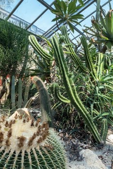 Tropical garden with dry plant and cactus.