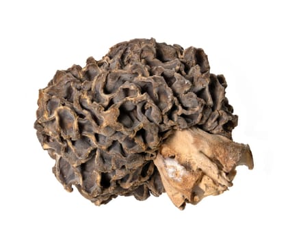 Macro shot of a whole dried morel mushroom with stem isolated on white