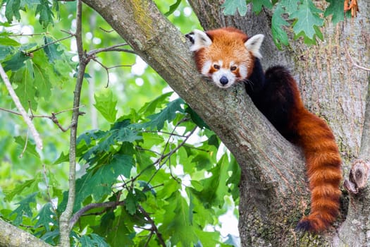 Red panda - Ailurus Fulgens - portrait. Cute animal resting lazy on a tree, useful for environment concepts.