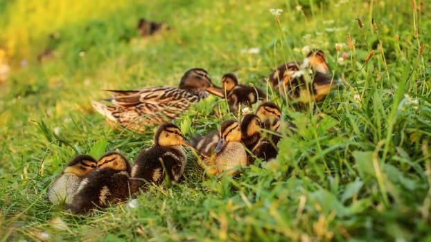 Group of mallard ducklings with mother duck in background, getting ready to sleep in afternoon sunset light.