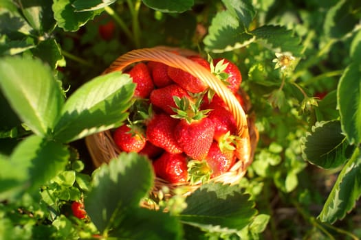 Top view - basket full of strawberries, leaves all around, on strawberry field.