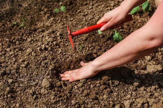 Detail on woman hand, digging hole with small grub hoe to plant seedlings in garden.