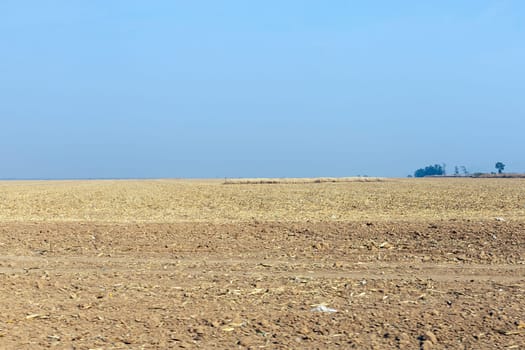 cerrado brazil dry vegetation outdoors blue sky