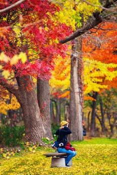 The Maple leaves on sunny beautiful nature autumn background