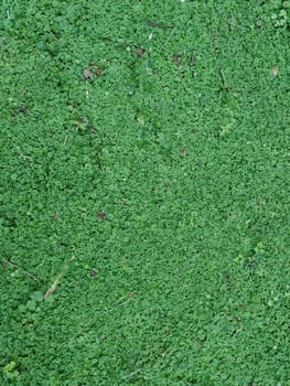 The Texture - fresh green leaves of Lysimachia