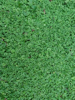The Texture - fresh green leaves of Lysimachia