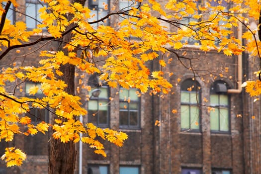 The Maple leaves on sunny beautiful nature autumn background