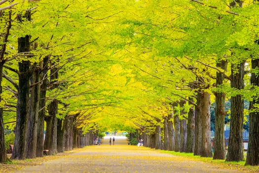 The Row of yellow ginkgo tree in autumn. Autumn park in Tokyo, Japan