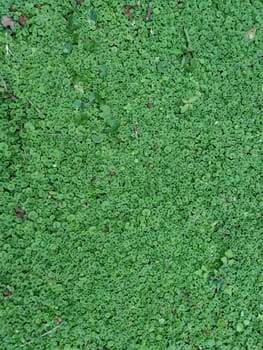 The Texture - fresh green leaves of Lysimachia