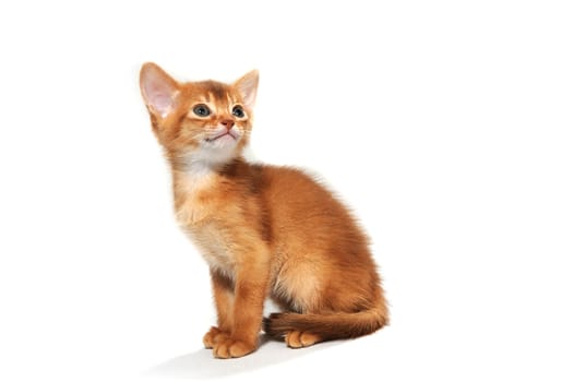 ginger striped purebred cat sitting on white isolated background. High quality photo