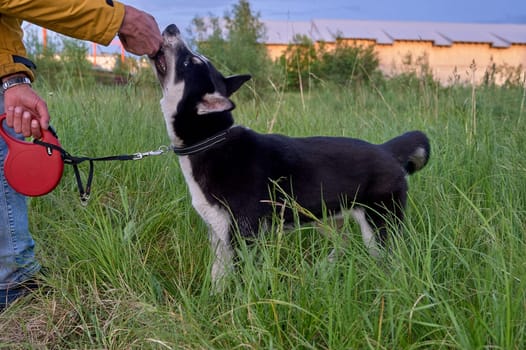 A husky dog holds onto a stick and plays. High quality photo