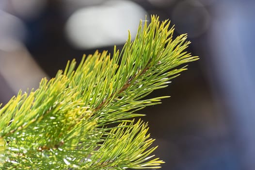 spruce branch close-up on a sunny day. High quality photo