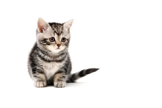 tabby purebred kitten sits on a white isolated background. High quality photo