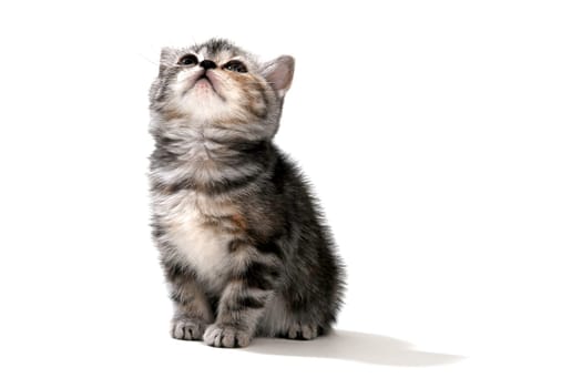 tabby purebred kitten sits on a white isolated background. High quality photo
